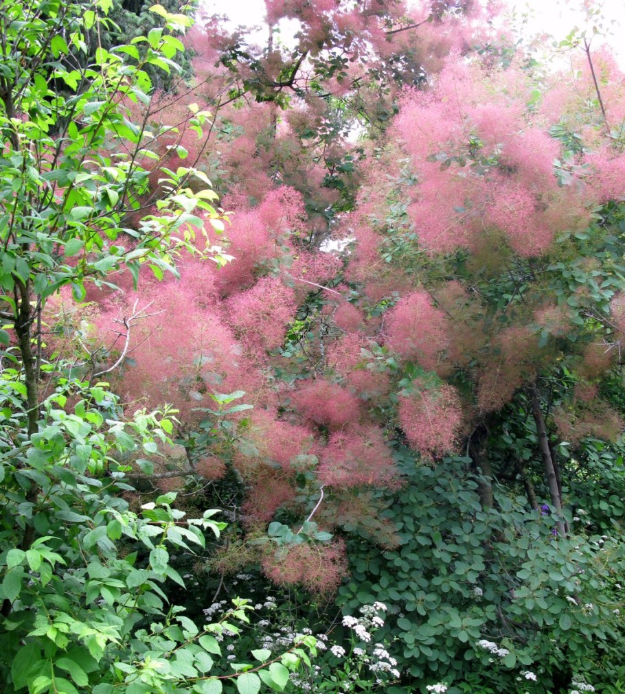 Сумах и скумпия