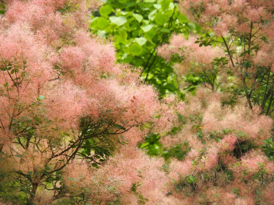 Скумпия зимой