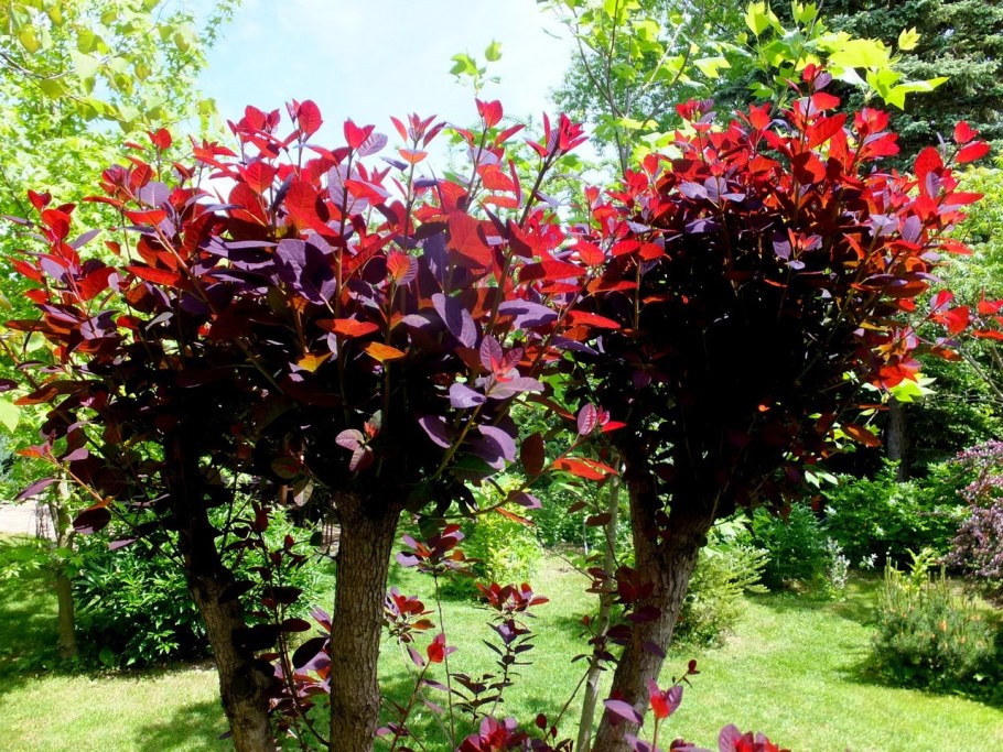 Скумпия Кожевенная Роял Пурпл