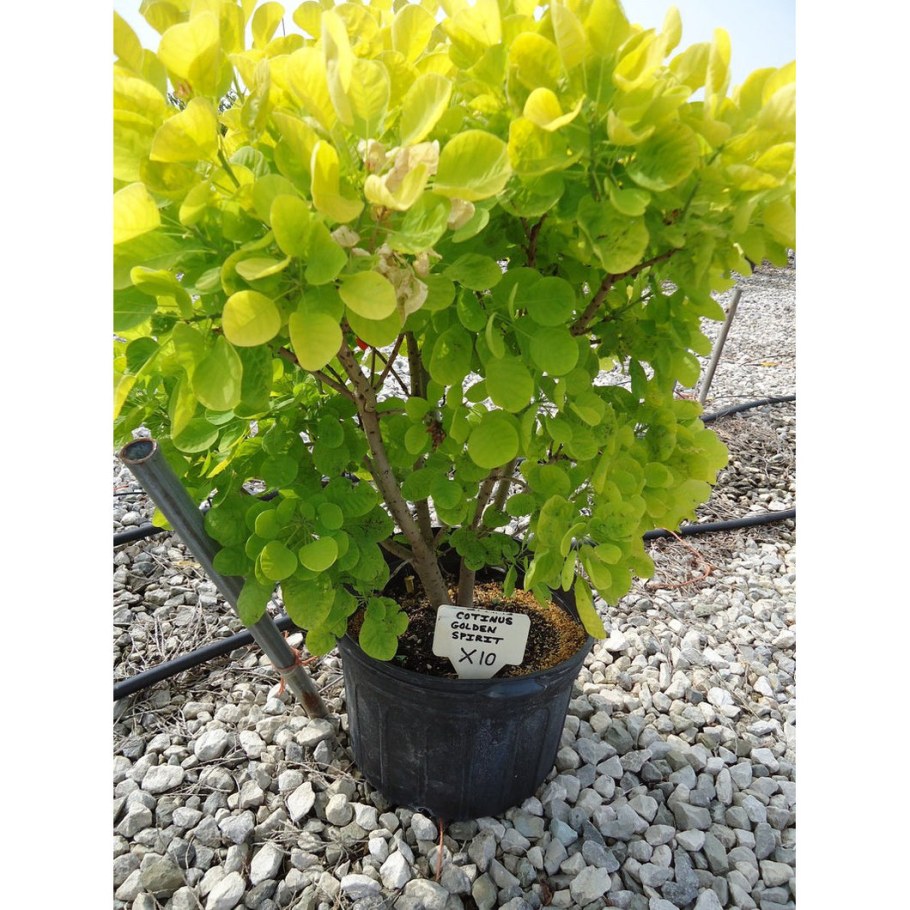 Скумпия Кожевенная Golden Spirit