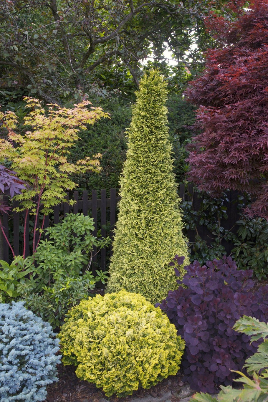 Туя Амбер Глоу