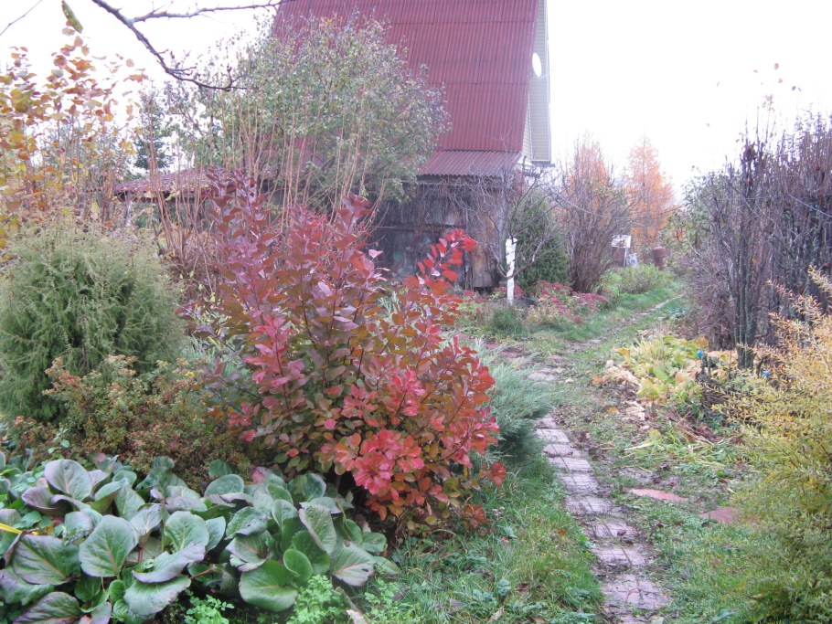 Пузыреплодник Эмбер Джубили