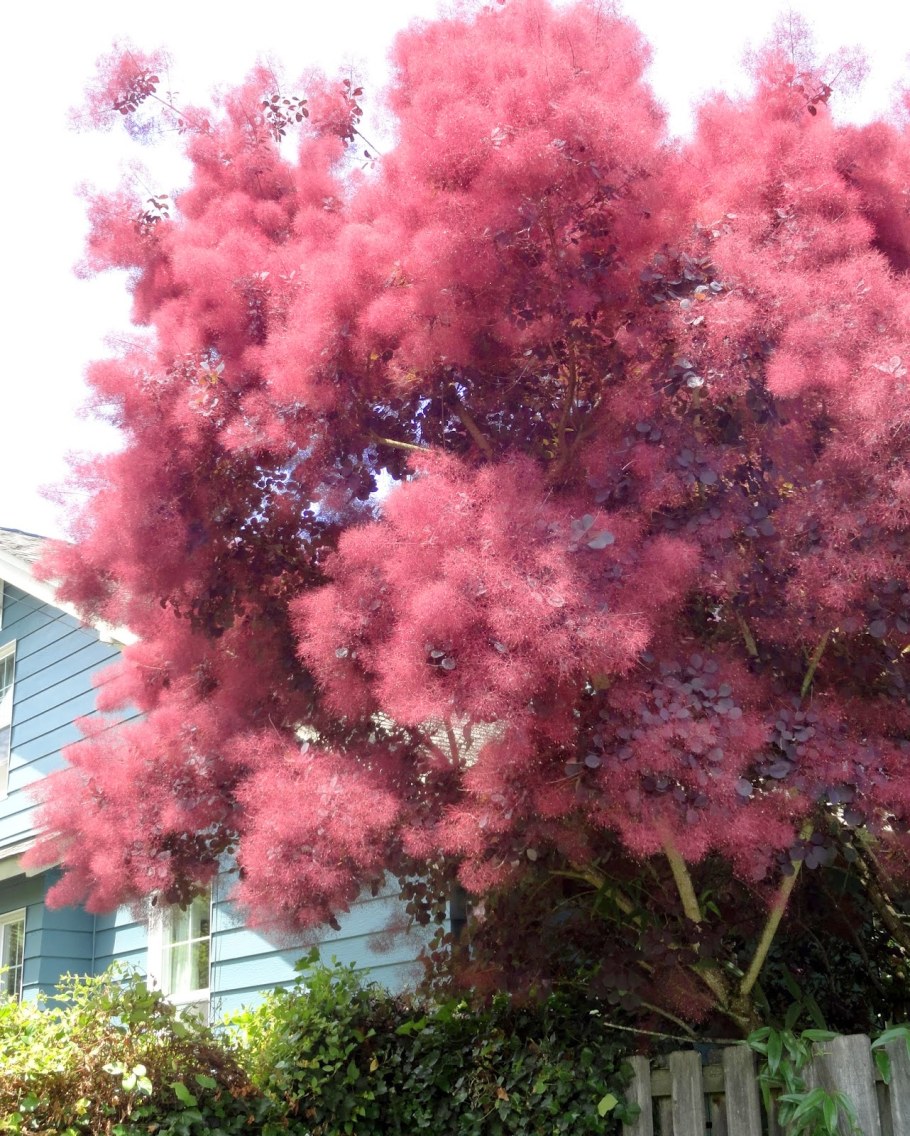 Скумпия Кожевенная дерево