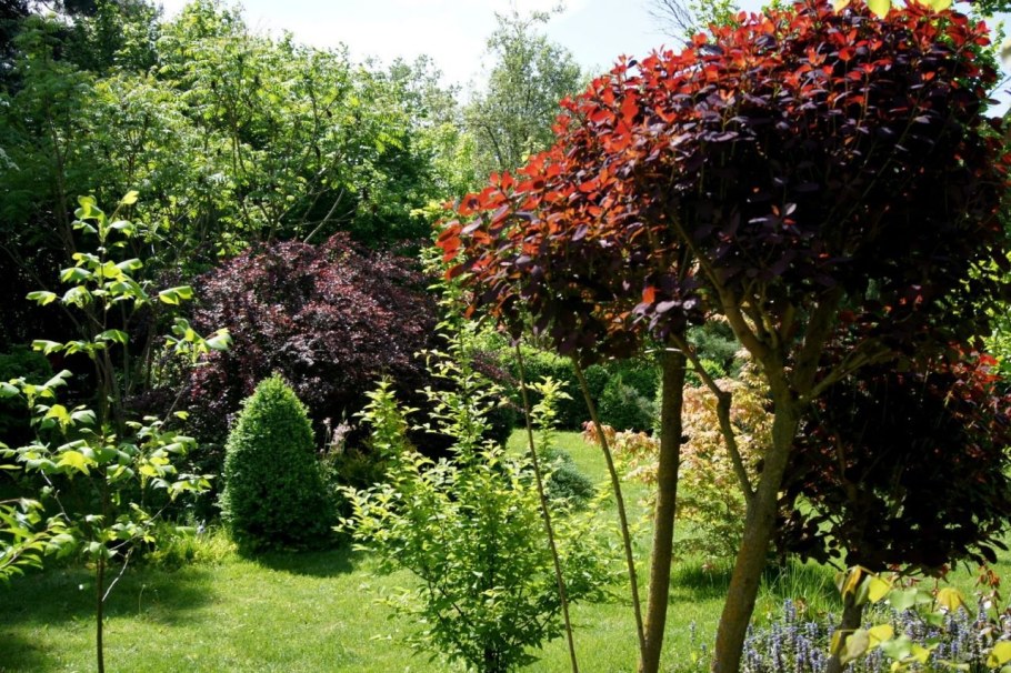 Скумпия штамбовая