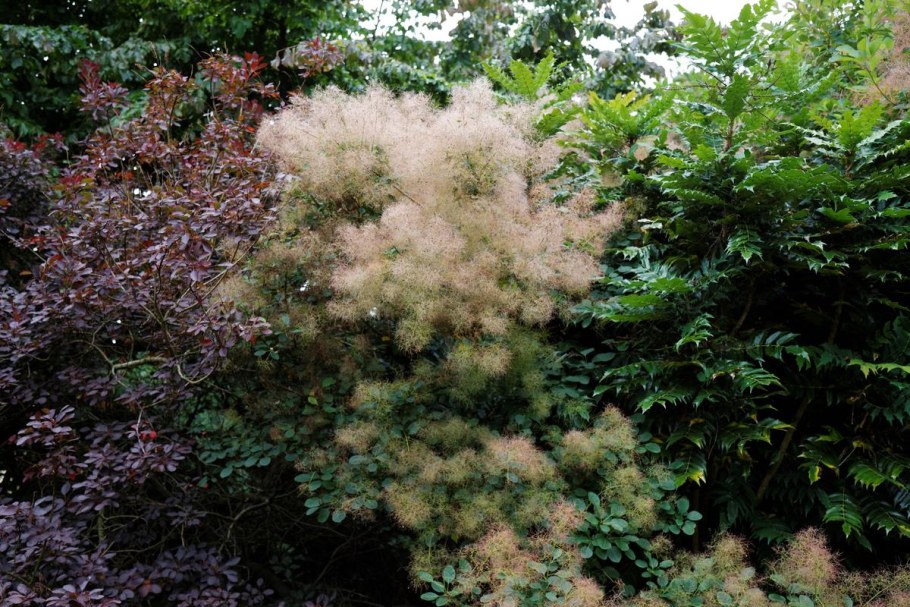Скумпия Кожевенная Голден спирит