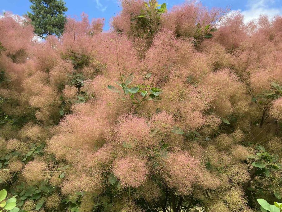 Туманное дерево скумпия Кожевенная