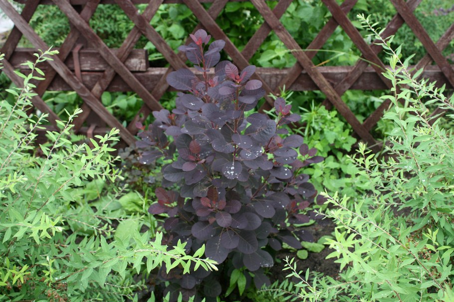 Скумпия Кожевенная Рубрифолиус