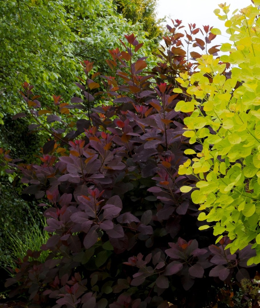 Скумпия и Барбарис