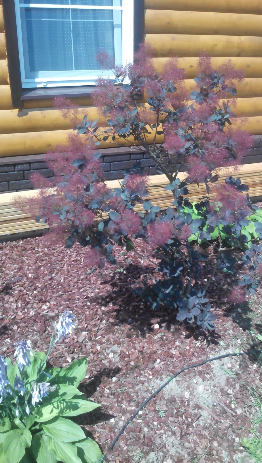 Скумпия Кожевенная в Сибири