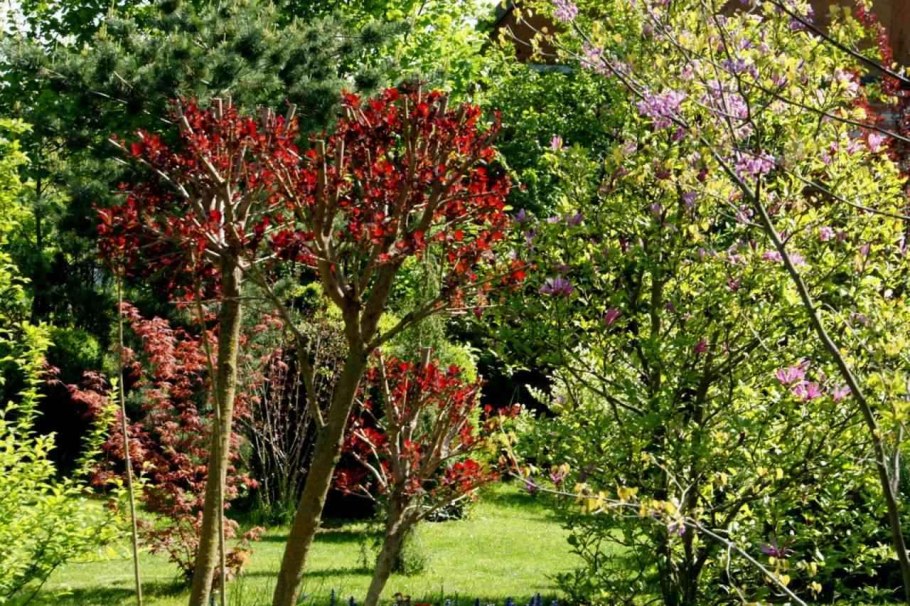 Скумпия Кожевенная осенью