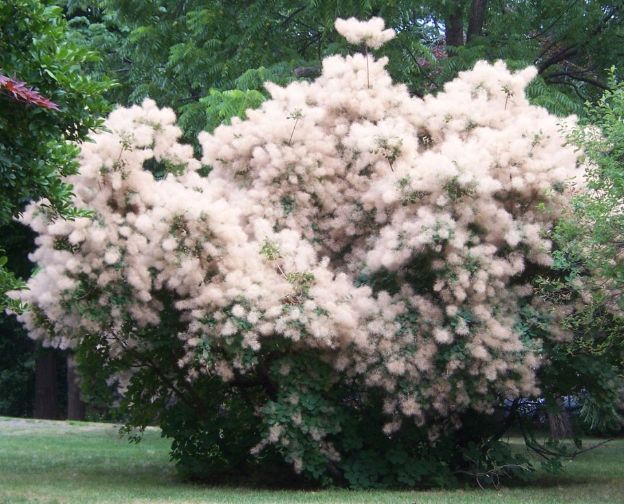 Скумпия Кожевенная