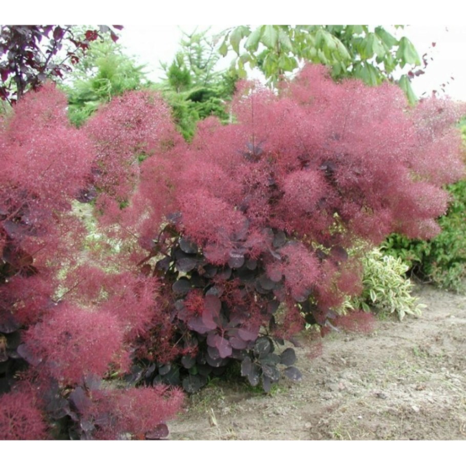 Скумпия Кожевенная (Cotinus coggygria &#96;Royal Purple&#96;)