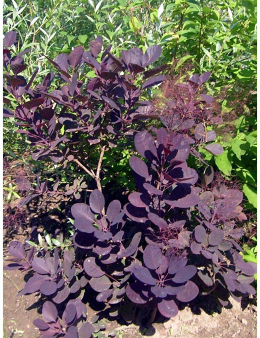 Скумпия Кожевенная Рубрифолиус