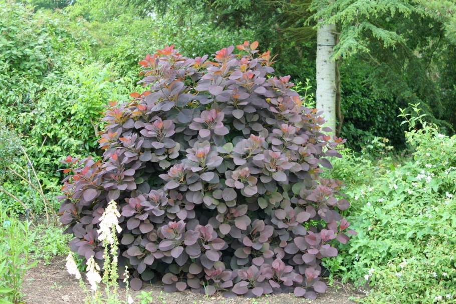 Скумпия Кожевенная