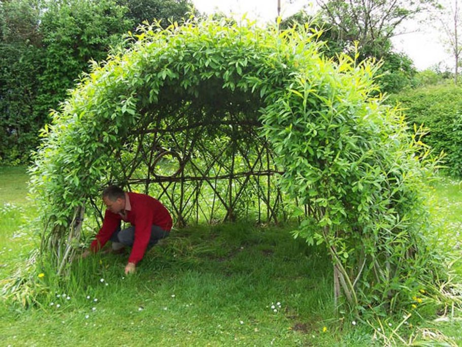 Ива шаровидная Живая изгородь