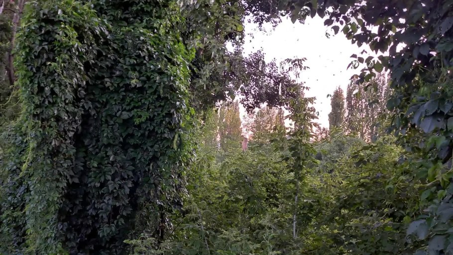 Лиановый лес Дербент