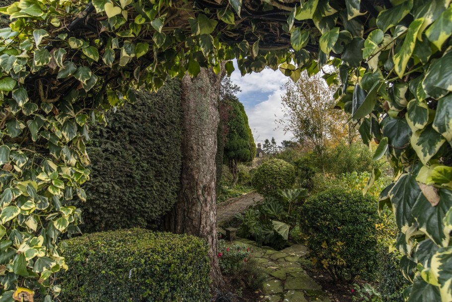 Плющ для живой изгороди