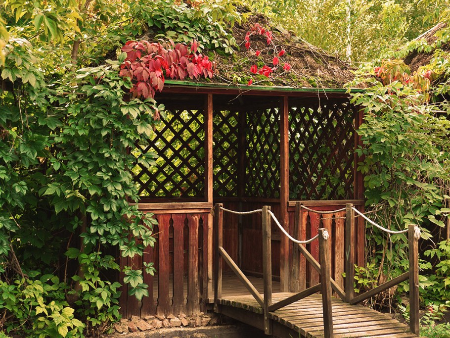 Беседка увитая диким виноградом