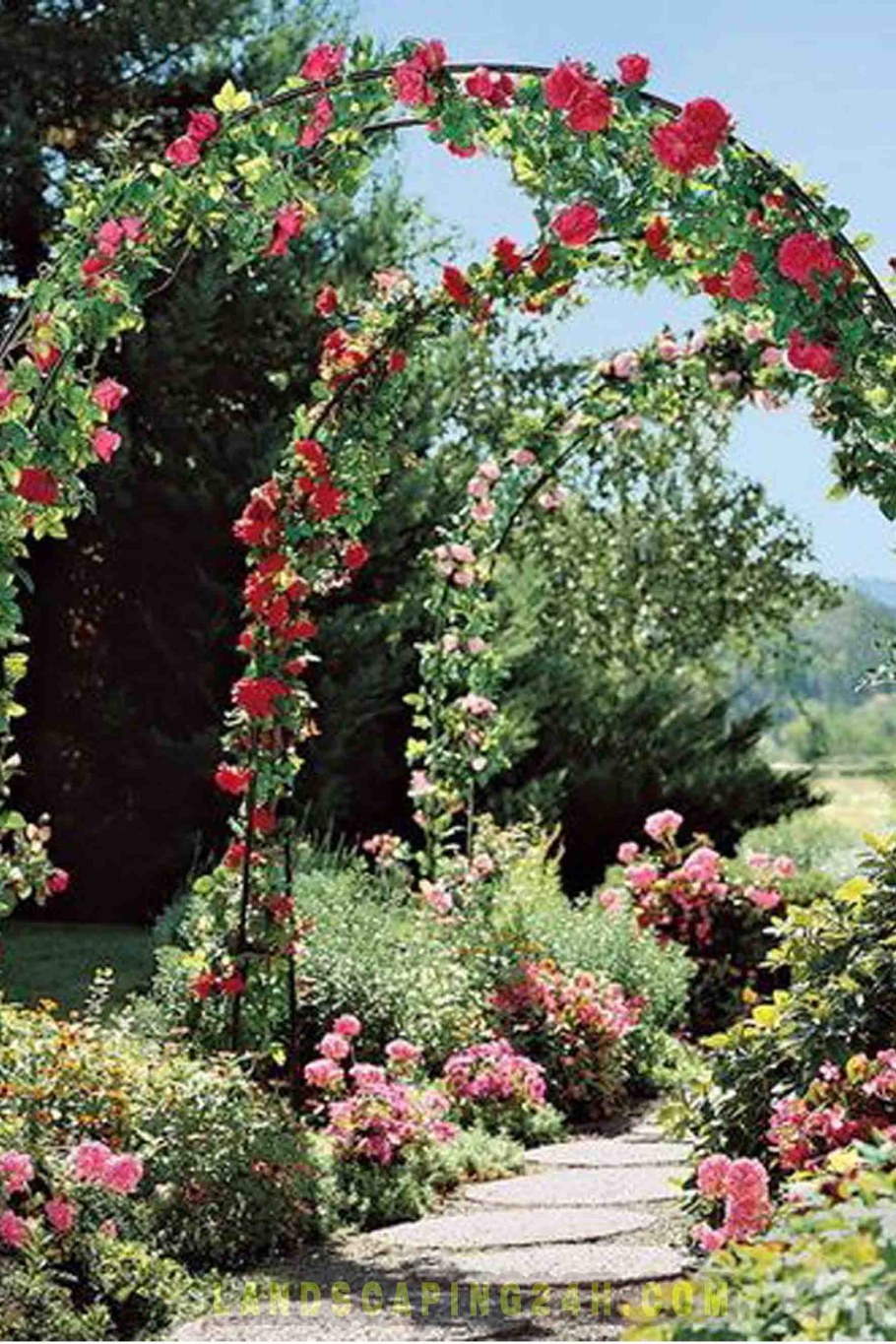 Роза колоновидная арка