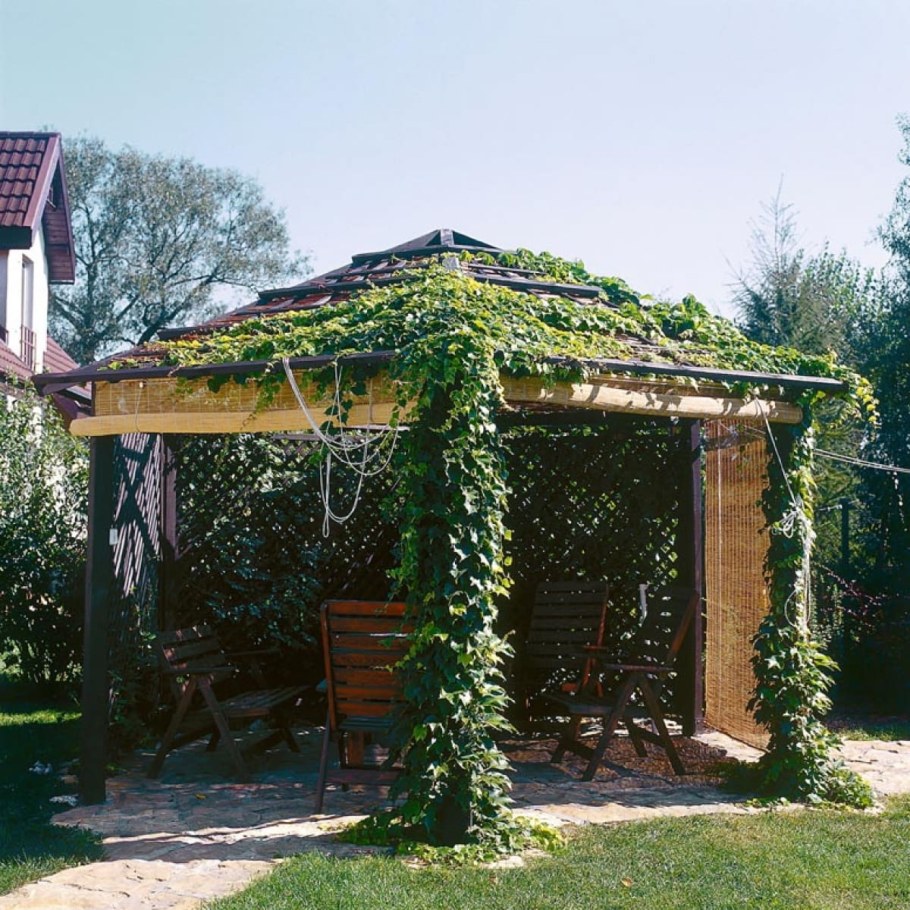 Беседка увитая девичьим виноградом