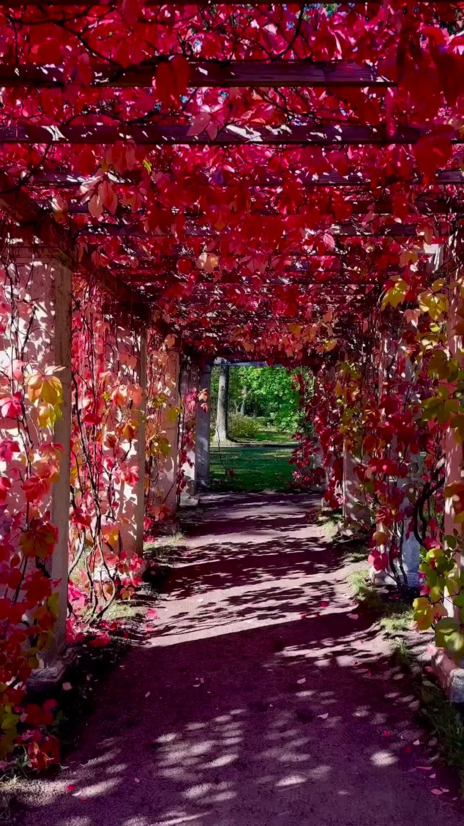 Девичий виноград Грефшейм