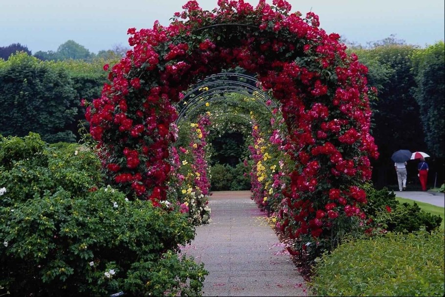 Живая изгородь роза плетистая