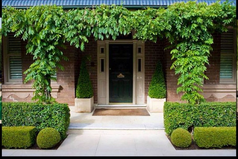 Плющ вертикальное Озеленение