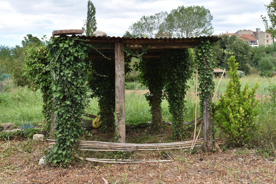 Девичий виноград на беседке