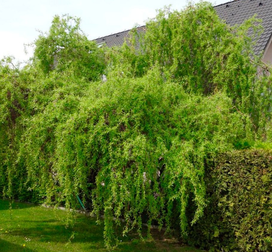 Ива Вавилонская (Salix babylonica)