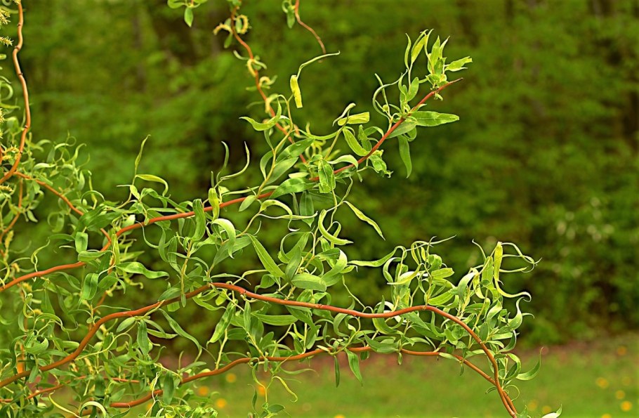 Ива Вавилонская (Salix babylonica)