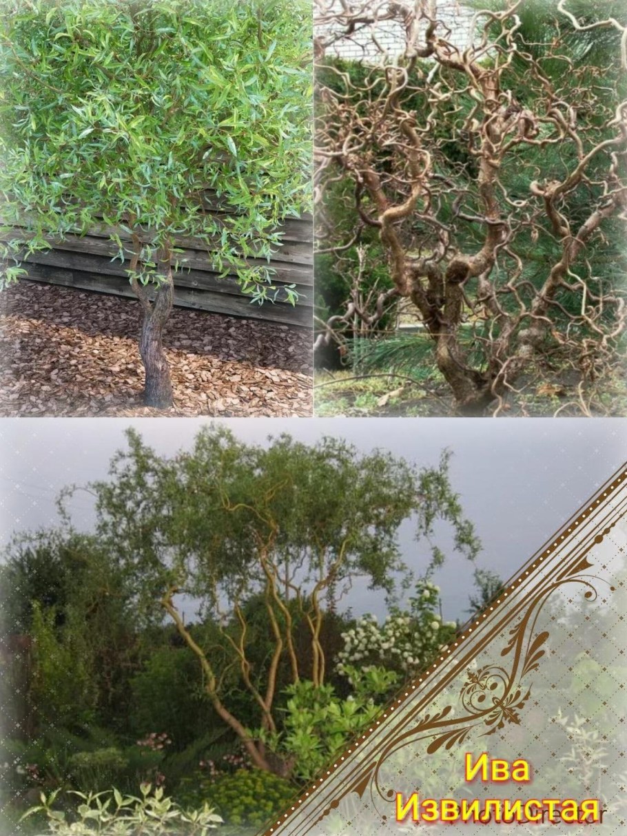 Ива Извилистая Матсудана (Salix matsudana)