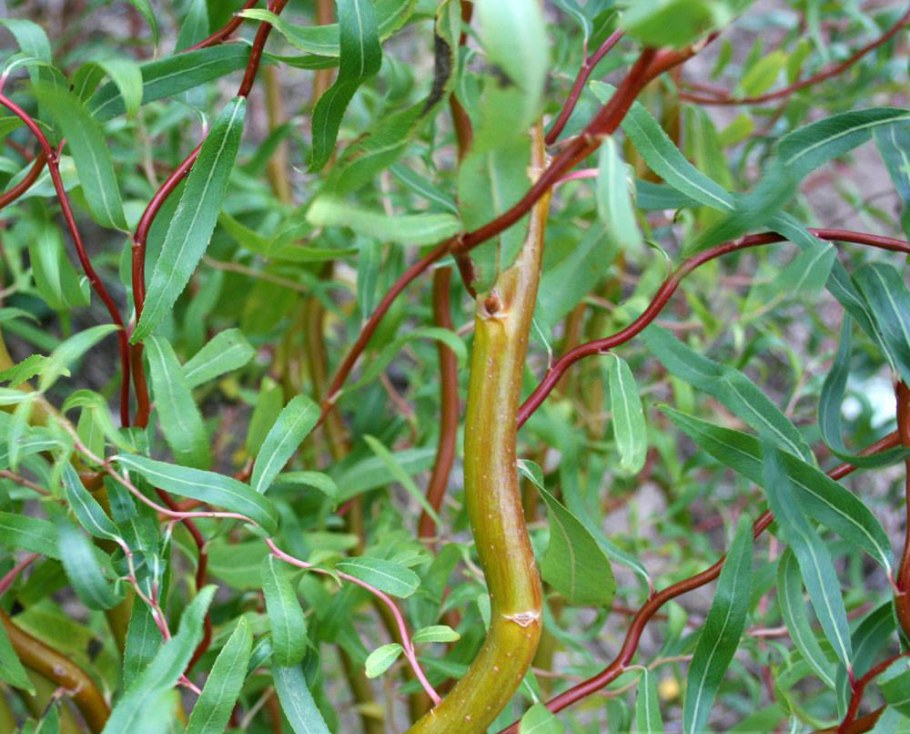 Ива "Свердловская Извилистая II" Salix "Sverdlovskaja Isvilistaja II"