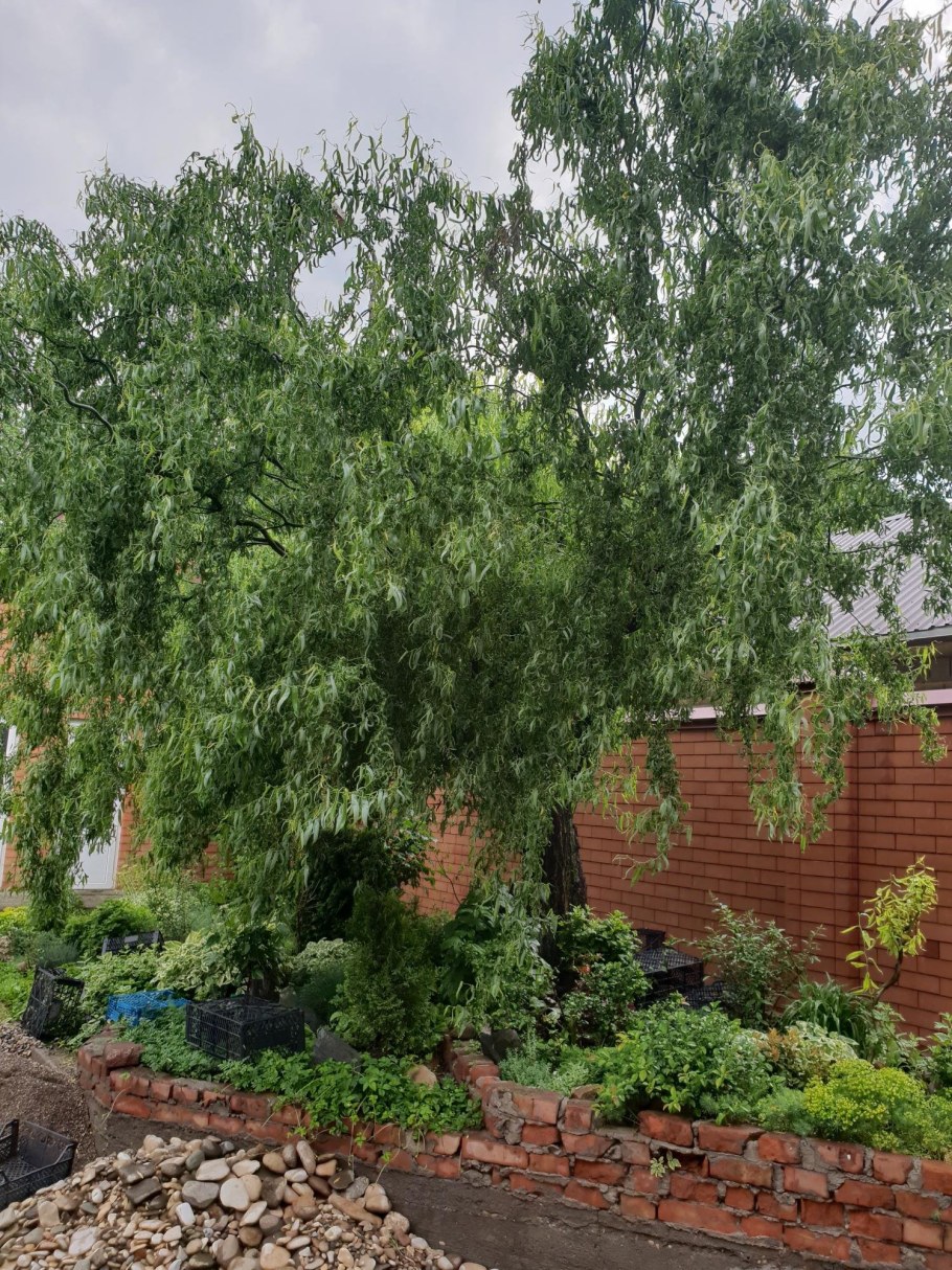 Ива Извилистая Поллард