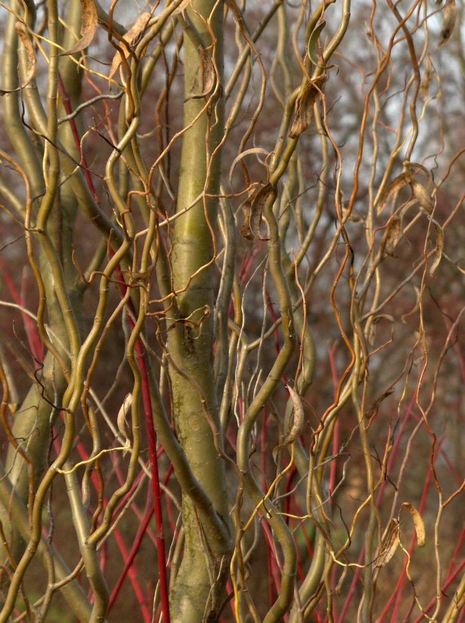 Ива Извилистая Матсуда