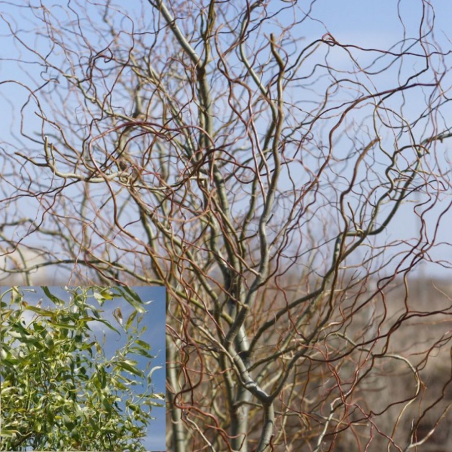 Ива Матсудана Тортуоза