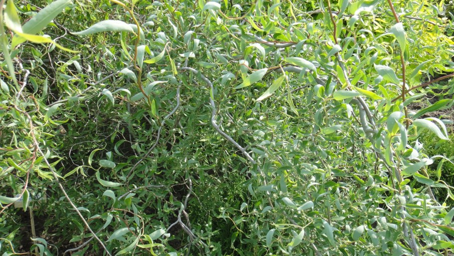 Ива Уральская Извилистая плакучая