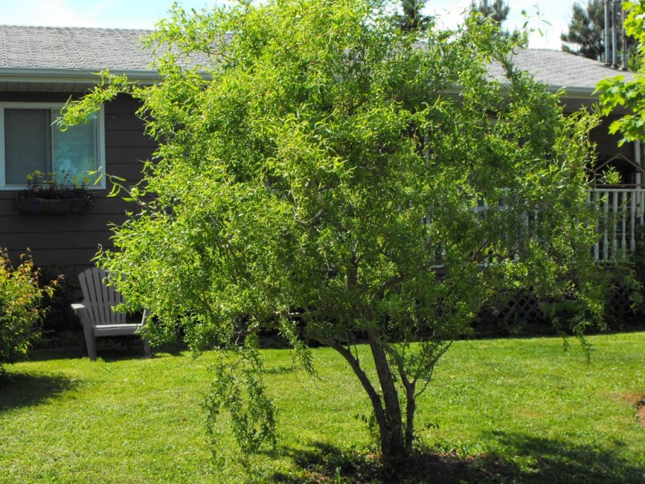 Ива Извилистая Матсудана (Salix matsudana)