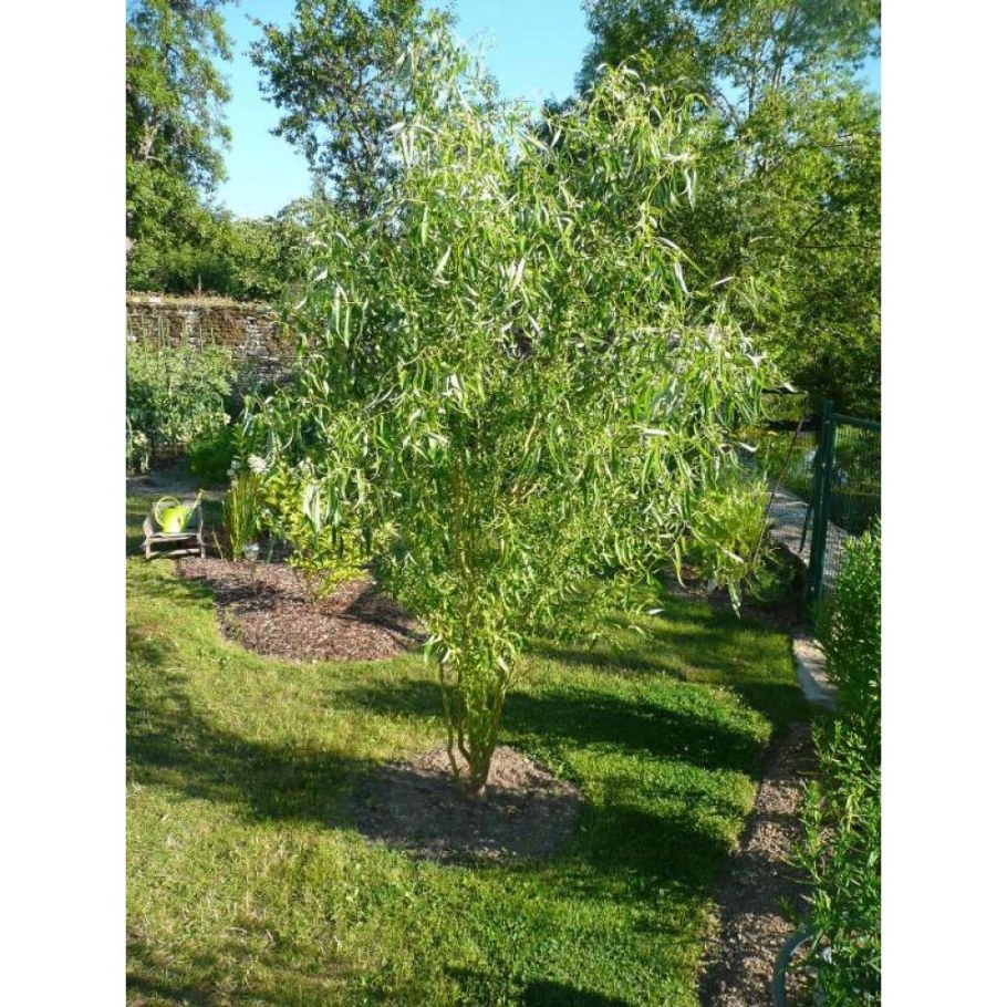 Ива Вавилонская Тортуоза