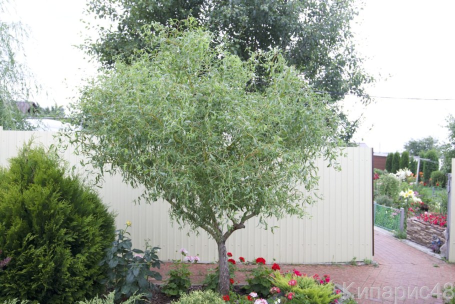 Ива Уральская Извилистая плакучая