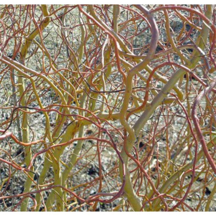 Ива Извилистая Матсудана