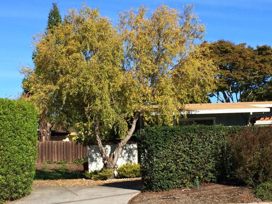 Ива Матсудана Вавилонская