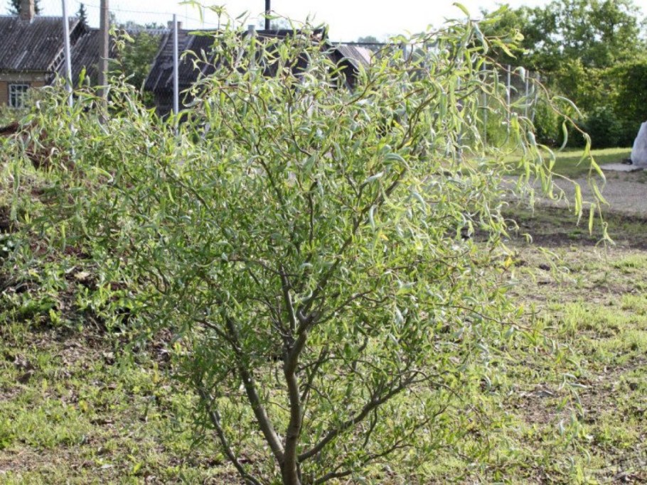 Ива гибрид Шабурова "Свердловская Извилистая"