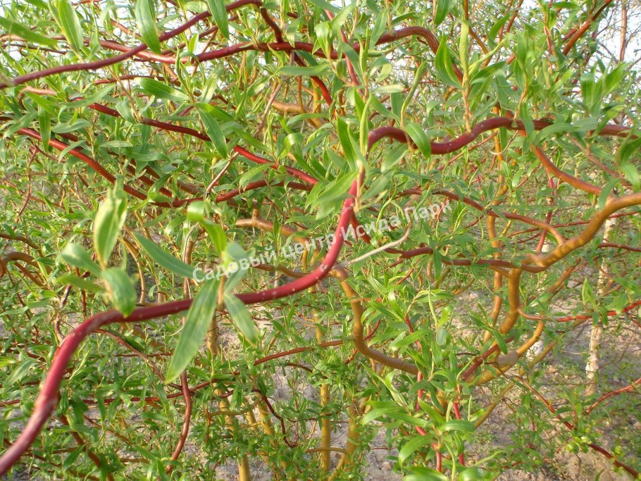 Извилистая Матсудана