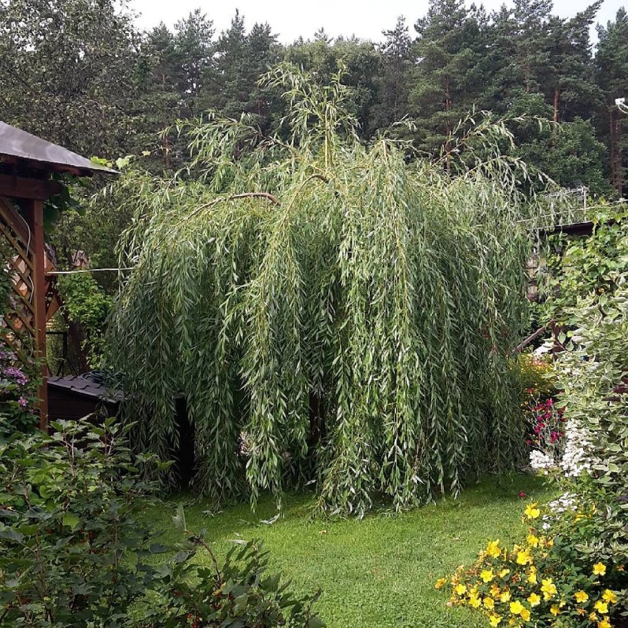 Ива "Плакучий Гном" Salix "Placutschii Gnom"