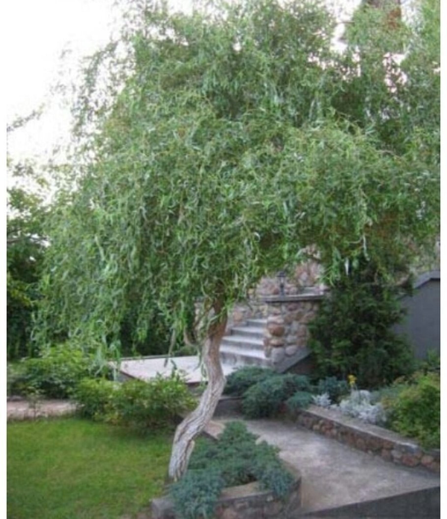 Ива плакучая Матсудана