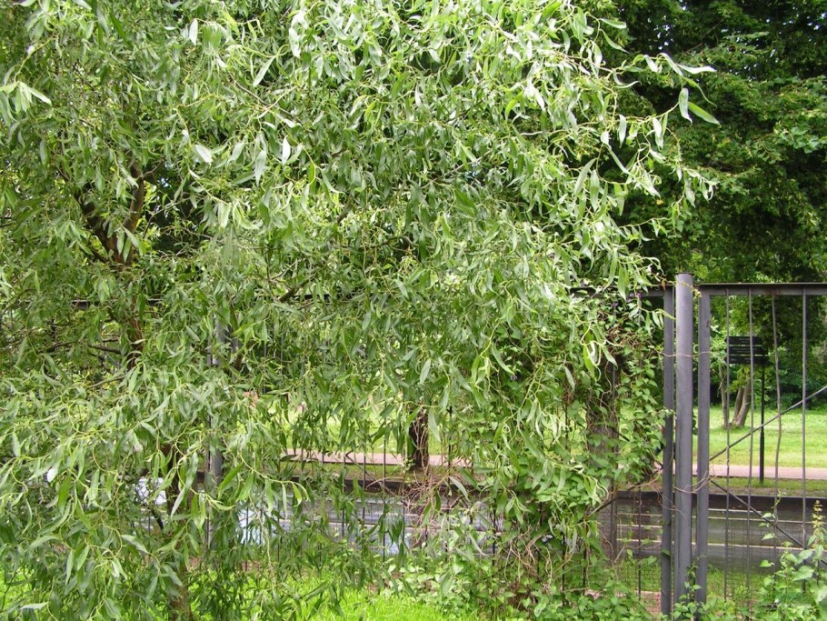 Ива змеевидная Извилистая