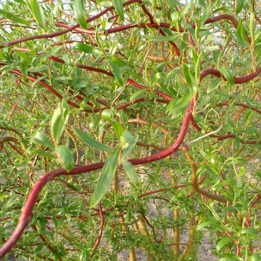 Ива Извилистая Матсудана