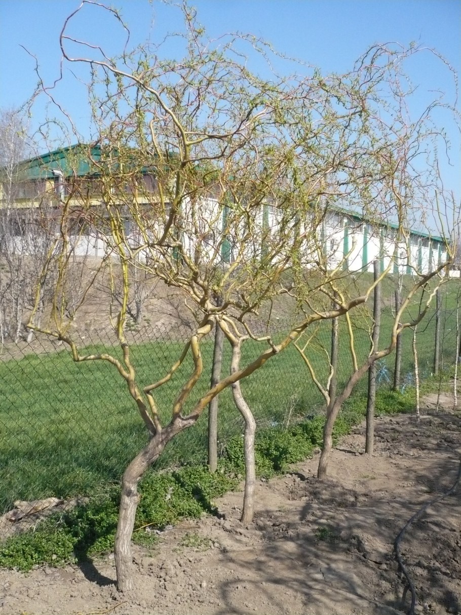 Ива Извилистая Матсуда