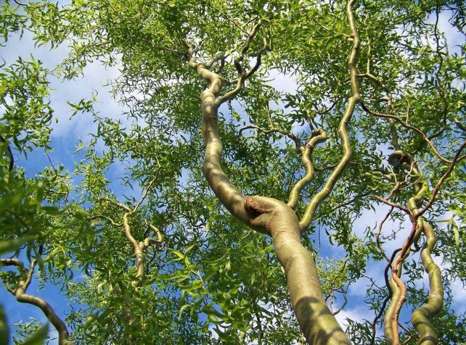 Ива Извилистая Матсуда