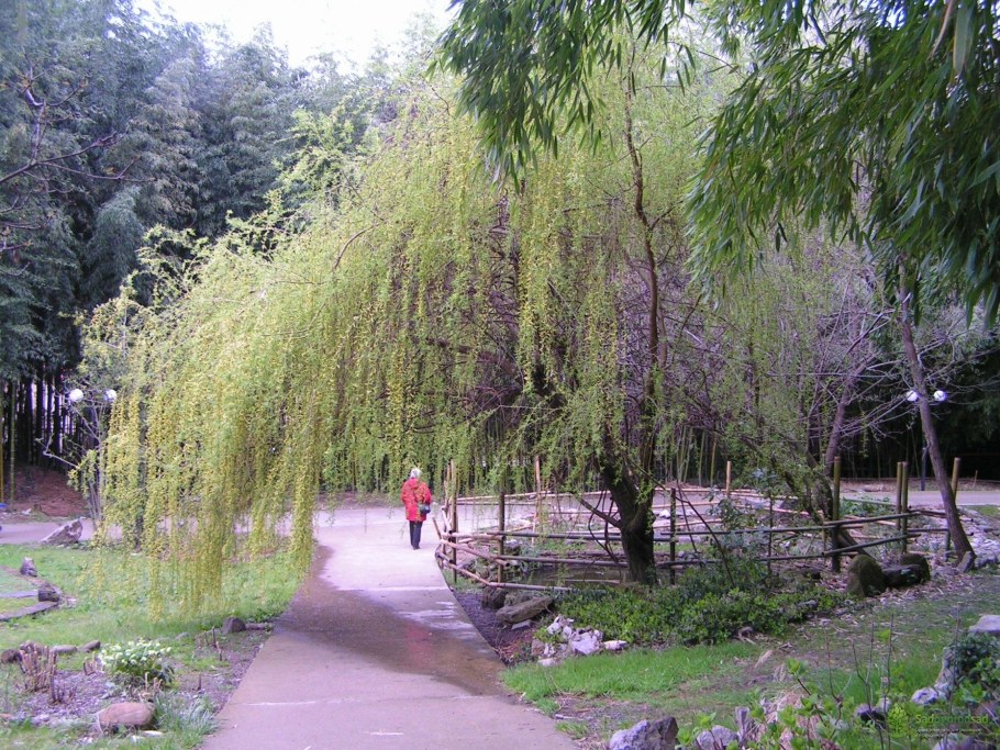 Ива Свердловская плакучая